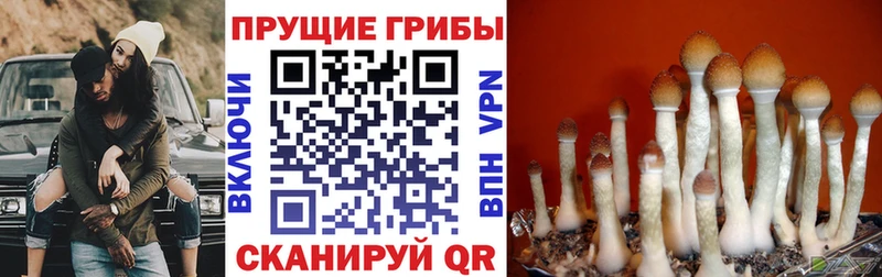 Галлюциногенные грибы мухоморы  Купить  Полярные Зори 